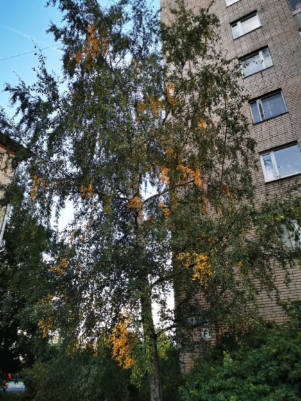 Добрый вечер, Стрельна!