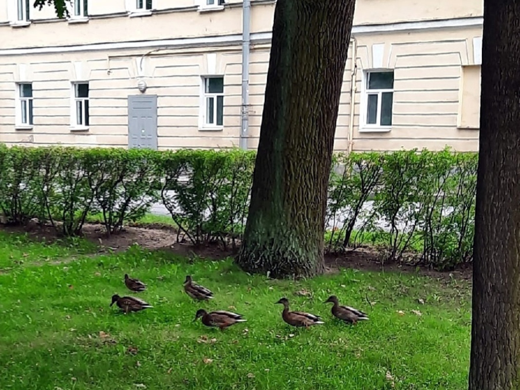 Доброе утро, Стрельна!