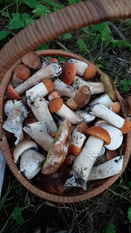 Доброе утро, Стрельна!