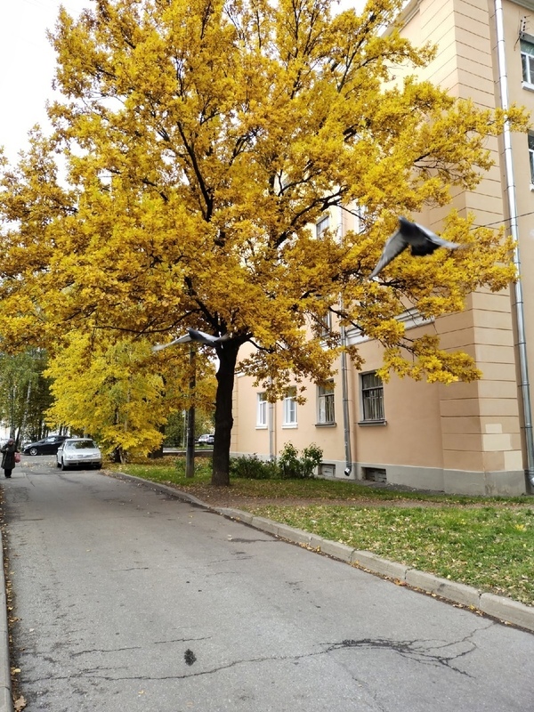 Добрый вечер, Стрельна!