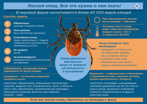 Защита от иксодовых клещей, изображение №2